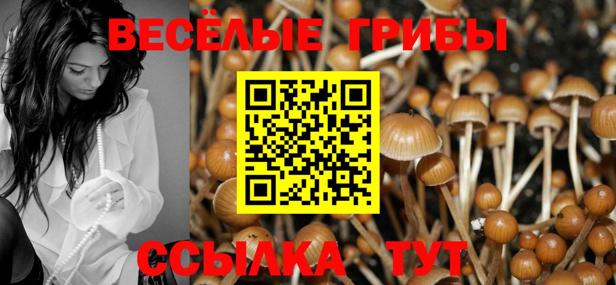 Псилоцибиновые грибы Psilocybine cubensis Чусовой
